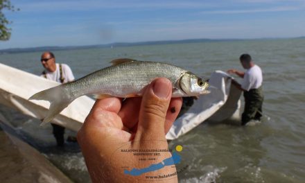 Hal hal hátán a Balatonban, itt a haltelepítési  beszámoló