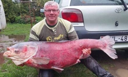 Döbbenet: Piros színű, 54 kilós halszörnyet fogtak ki a Balatonból