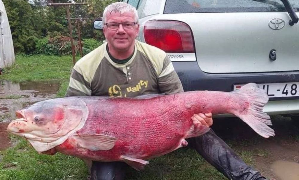 Döbbenet: Piros színű, 54 kilós halszörnyet fogtak ki a Balatonból