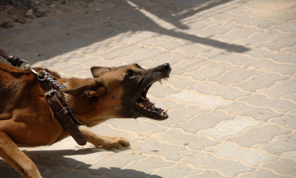 Agyonlőttek egy nőre támadó kutyát a rendőrök a Balaton nyugati partján