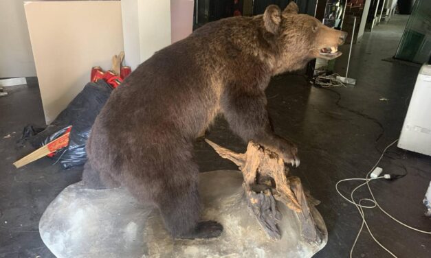 A sümegi fideszes képviselő vett egy kitömött barnamedvét, majd továbbadta a haverjainak, akik az interneten árulták a preparátumot