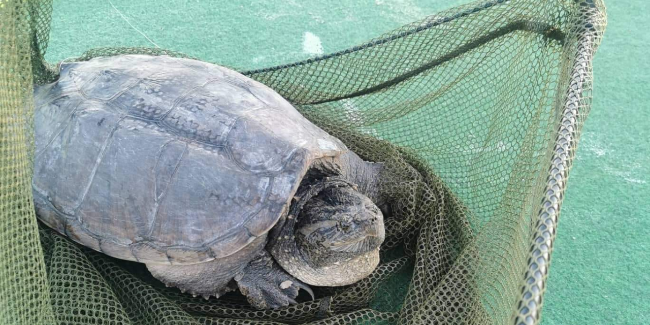 Életveszélyes állatot fogtak ki egy keszthelyi strandon, 5 kilós aligátorteknős akadt horogra