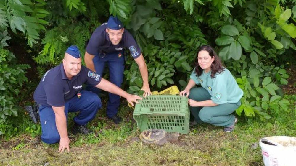 Veszélyes állatot találtak Balatonlellénél, valaki az út szélén hagyta