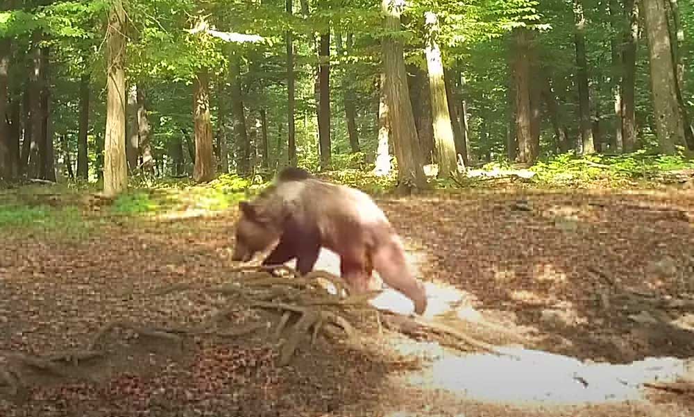 Medvepánik a Balaton-felvidéken, aggódnak a Bakonyban túrázók, félnek a veszélyes vadállatoktól