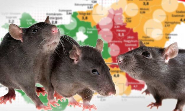 Itt van Magyarország patkánytérképe: Egy kislányt este az ágyában véresre rágtak a patkányok, kórházba vitték