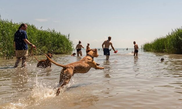 Megszűnik a kutyás strand Keszthelyen, a polgármester hűtlen kezelés gyanúja miatt tett feljelentést