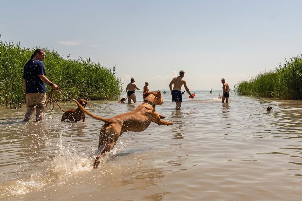 Megszűnik a kutyás strand Keszthelyen, a polgármester hűtlen kezelés gyanúja miatt tett feljelentést