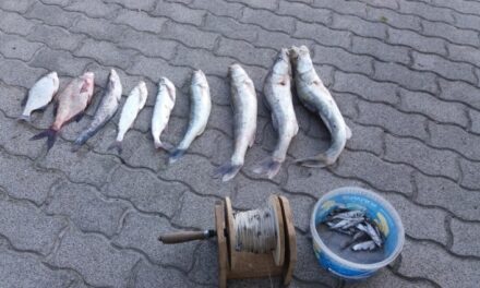 Nemzeti kincsünket fosztogatta egy orvhalász a Balatonnál, félmilliós büntetést is kaphat