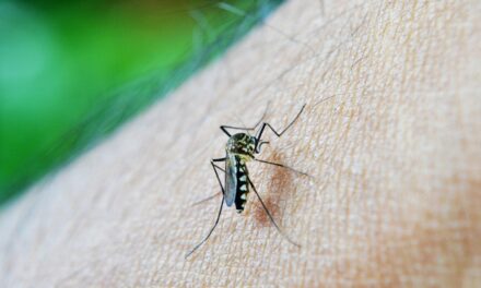 Megkezdődött a szúnyoggyérítés a Balatonnál