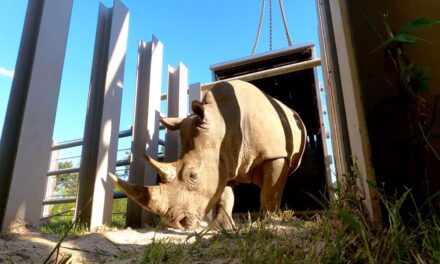 Orrszarvú érkezett a Balaton északi partjára: állatokat cserélt a Veszprémi Állatkert és a Nyíregyházi Állatpark – videó