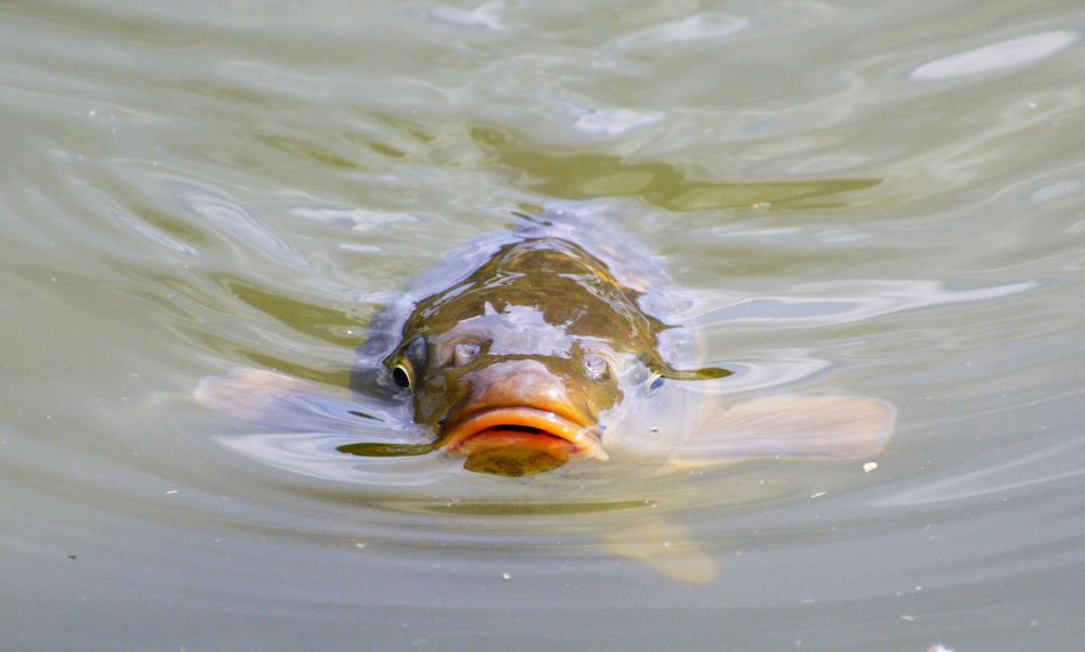 „Biztos voltam benne, hogy ezzel a módszerrel három nap alatt jönnek majd jó halak” – brutális méretű pontyot akasztott horogra egy dörzsölt horgász a Balaton környéki Csónakázó-tónál