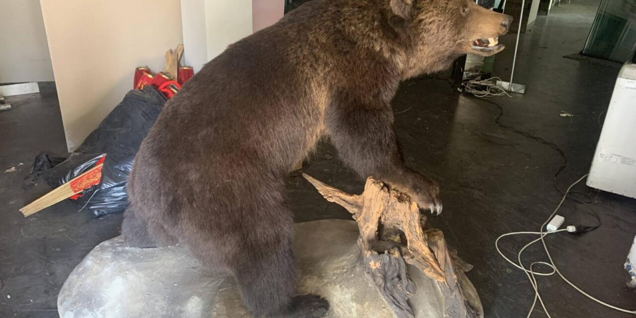 A sümegi fideszes képviselő vett egy kitömött barnamedvét, majd továbbadta a haverjainak, akik az interneten árulták a preparátumot