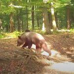 Medvepánik a Balaton-felvidéken, aggódnak a Bakonyban túrázók, félnek a veszélyes vadállatoktól