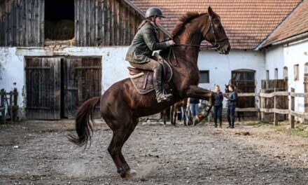 Dráma Somogysádon: saját lova dobta le magáról a 20 éves Vandát, a lány a kórházban meghalt