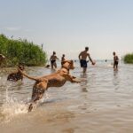 Megszűnik a kutyás strand Keszthelyen, a polgármester hűtlen kezelés gyanúja miatt tett feljelentést